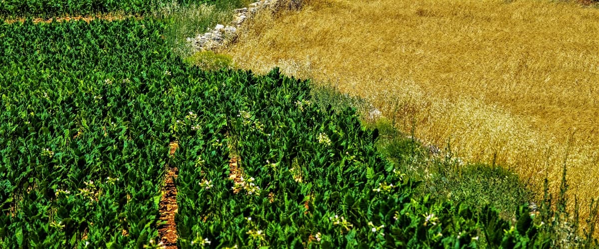 Fazenda Cerrado Verde