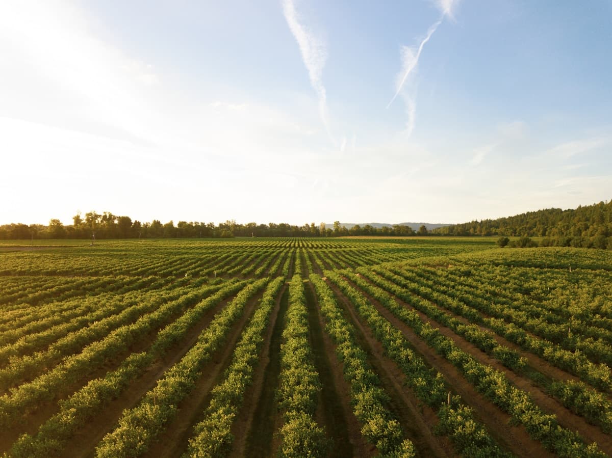 Fazenda Cerrado Verde