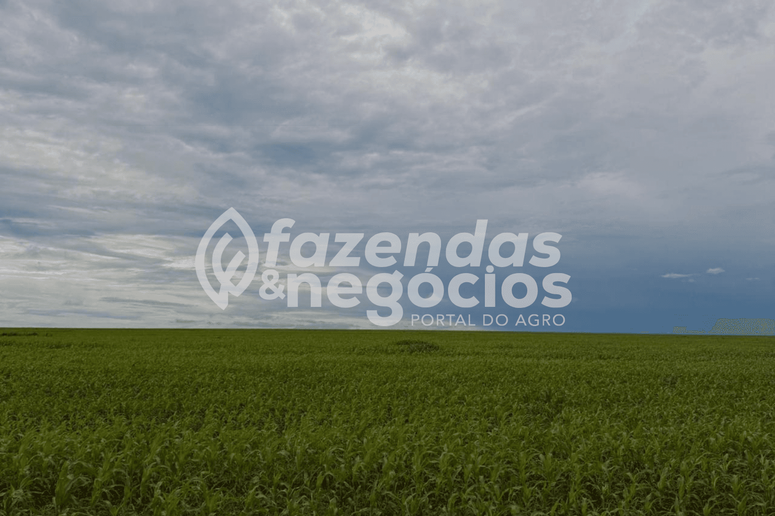 Fazanda no Mato Grosso