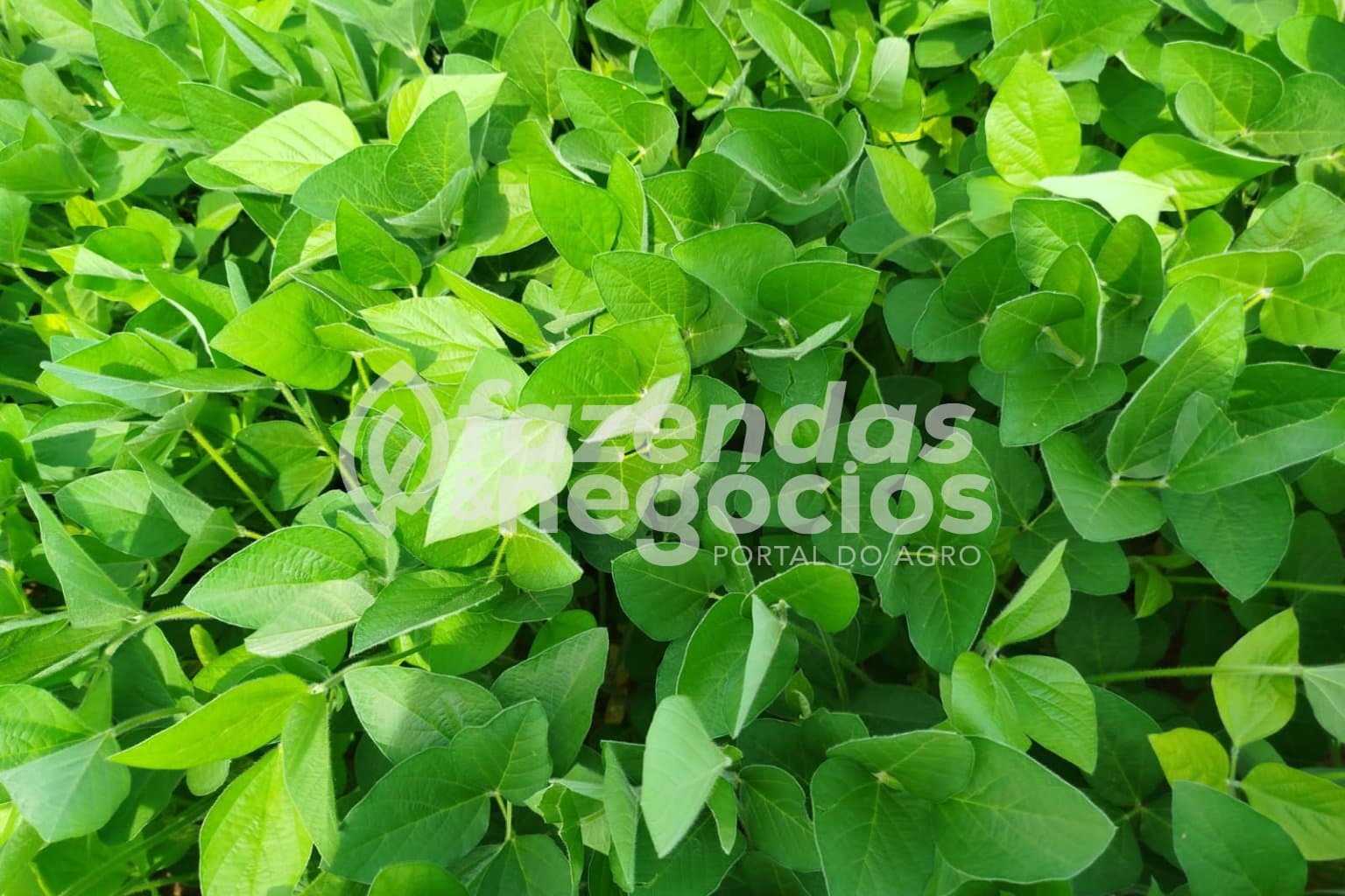 Fazenda disponível do estado do MATO GROSSO
